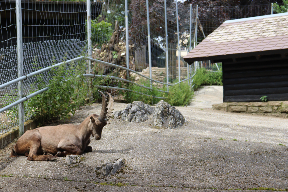 Des animaux emblématiques à observer de près