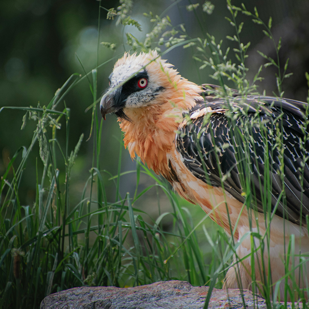 Parc naturel et animalier de Goldau