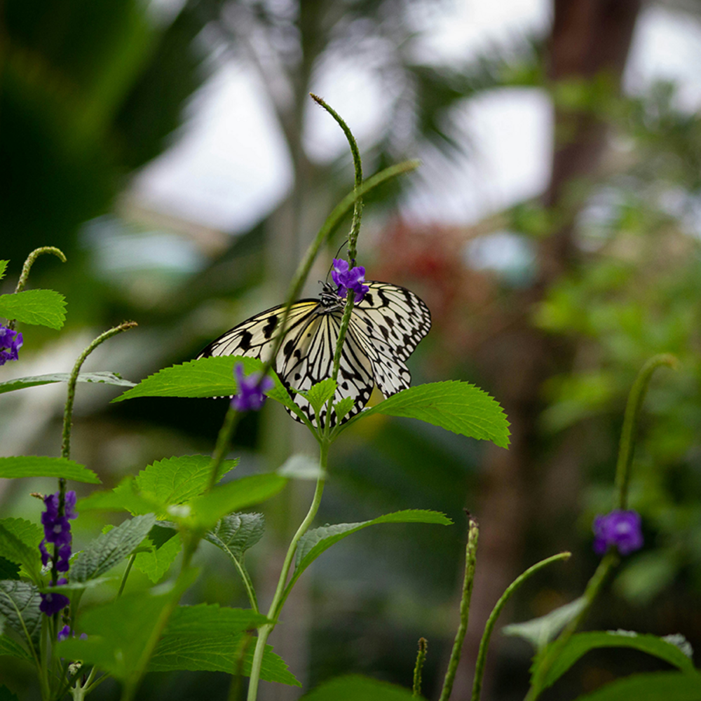 Papiliorama