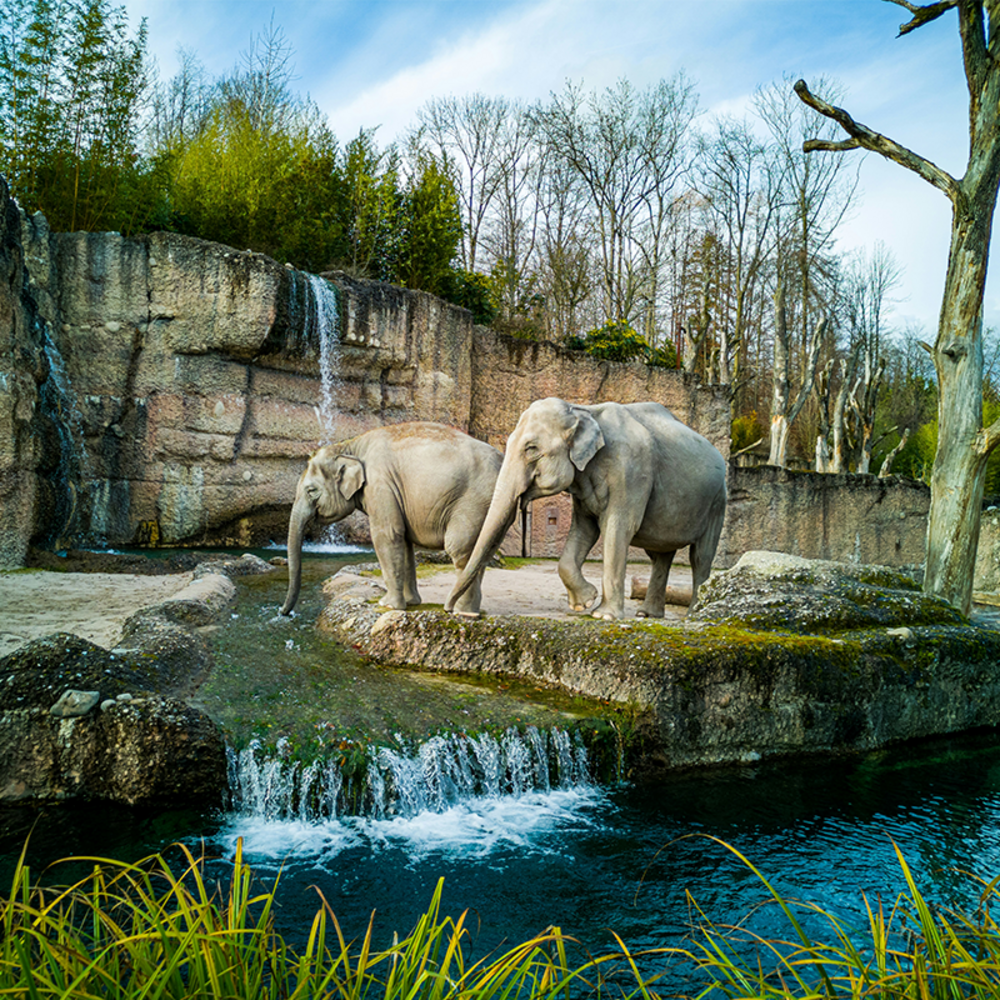 Zoo de Zurich