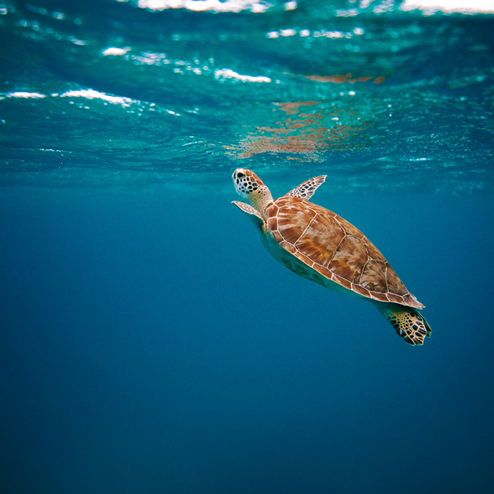 Sea Life de Constance